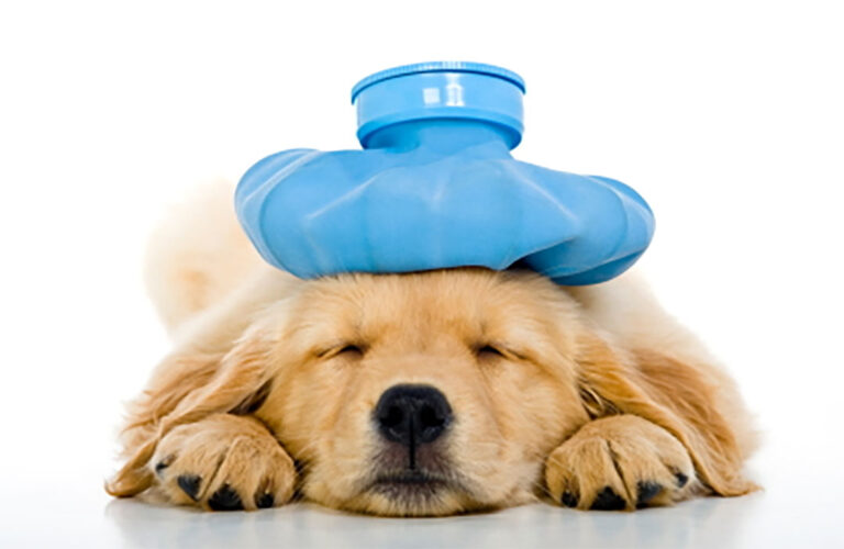 강아지 안락사 조건과 비용