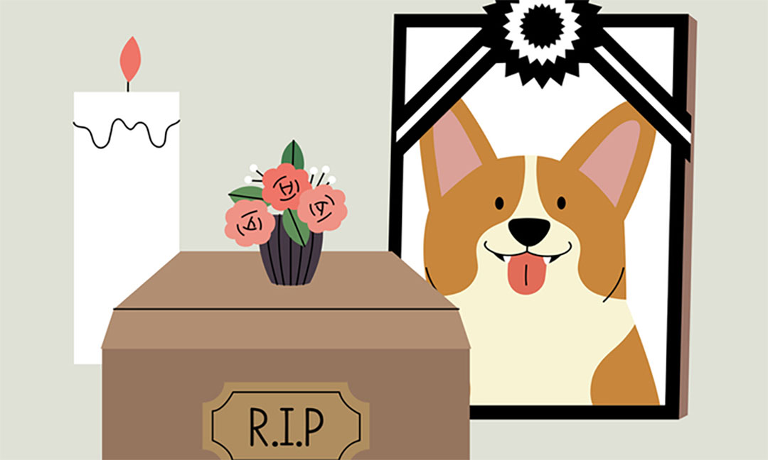 서울 강아지 장례